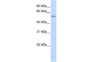 WB Suggested Anti-LMAN1 Antibody Titration:  0.