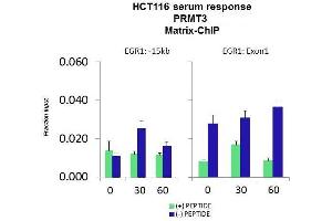 Quiescent human colon carcinoma HCT116 cultures were treated with 10% FBS for three time points (0, 15, 30min) or (0, 30, 60min) were used in Matrix-ChIP and real-time PCR assays at EGR1 gene (Exon1) and 15kb upstream site. (PRMT3 抗体  (Middle Region))