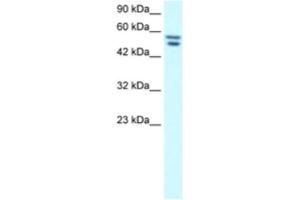 Western Blotting (WB) image for anti-Zinc Finger Protein 768 (ZNF768) antibody (ABIN2460756) (ZNF768 抗体)
