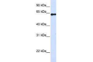 WB Suggested Anti-FAM116A Antibody Titration: 0. (FAM116A 抗体  (Middle Region))