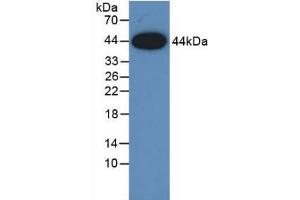 Western Blotting (WB) image for anti-Amphiregulin (AREG) (AA 20-100) antibody (ABIN7428263)
