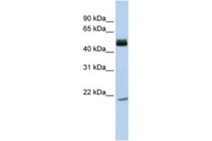 Western Blotting (WB) image for anti-Basic Helix-Loop-Helix Family, Member E40 (BHLHE40) antibody (ABIN2460849) (BHLHE40 抗体)