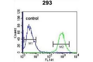 Flow cytometric analysis of 293 cells using OGN Antibody (C-term) Cat. (OGN 抗体  (C-Term))