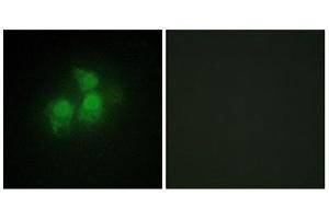 Immunofluorescence (IF) image for anti-Inositol 1,3,4,5,6-Pentakisphosphate 2-Kinase (IPPK) (N-Term) antibody (ABIN1849982) (IPPK 抗体  (N-Term))