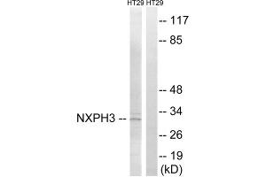 Western blot analysis of extracts from HT-29 cells, using NXPH3 antibody. (NXPH3 抗体  (Internal Region))