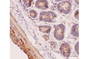 IHC-P: ANG2 antibody testing of rat intestine tissue (ANG2 抗体  (AA 19-348))
