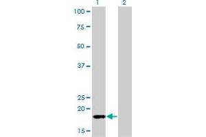 Western Blot analysis of POLR2H expression in transfected 293T cell line by POLR2H monoclonal antibody (M01), clone 3G6-1A4. (POLR2H 抗体  (AA 1-150))