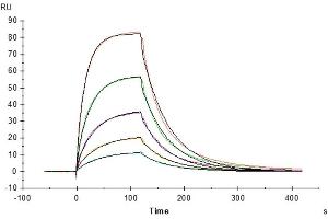 Human IL-13, hFc Tag captured on CM5 Chip via Protein A can bind Human IL-13Ra1, His Tag with an affinity constant of 0. (IL-13 Protein (AA 21-132) (Fc Tag))
