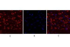 Immunofluorescence analysis of mouse heart tissue. (Connexin 43/GJA1 抗体  (AA 310-390))