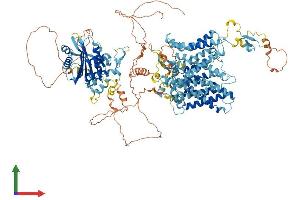 Protein Structure (PS) image for Electrogenic Sodium Bicarbonate Cotransporter 4 (NBC4) (AA 1-1137) protein (His tag) (ABIN7555407)
