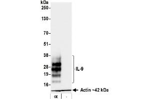 Western Blotting (WB) image for anti-Interleukin 9 (IL9) (AA 19-144) antibody (ABIN7795752) (Recombinant IL-9 抗体  (AA 19-144))