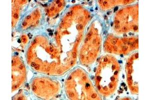 ABIN2559863 (4µg/ml) staining of paraffin embedded Human Kidney. (SEMA5A 抗体  (Internal Region))