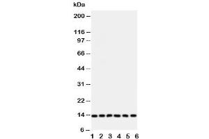 Western blot testing of Glutaredoxin 2 antibody and Lane 1:  rat testis (Glutaredoxin 2 抗体  (Middle Region))