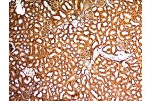 Immunohistochemical staining (Formalin-fixed paraffin-embedded sections) of mouse kidney with WT1 monoclonal antibody, clone WT1/857 . (WT1 抗体)