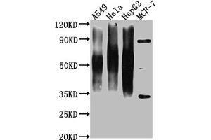 Western Blot Positive WB detected in: A549 whole cell lysate, Hela whole cell lysate, HepG2 whole cell lysate, MCF-7 whole cell lysate All lanes CD63 antibody at 1:1000 Secondary Goat polyclonal to mouse IgG at 1/50000 dilution Predicted band size: 30-120 KD KDa Observed band size: 30-120 KD KDa Exposure time:1 min (CD63 抗体  (AA 103-203))