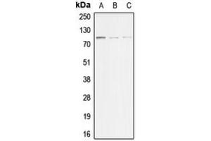 Western blot analysis of ACTN3 expression in HeLa (A), mouse muscle (B), rat muscle (C) whole cell lysates.