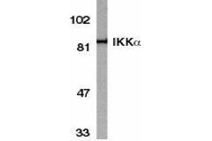 Western blot analysis of IKK alpha in HeLa whole cell lysate with AP30403PU-N IKK alpha antibody at 1/1000 dilution. (IKK alpha 抗体  (C-Term))