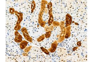 GPX8 Antibody at 1/100 staining Rat kidney tissue by IHC-P. (GPX8 抗体  (Internal Region))