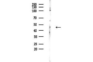 anti-G Protein-Coupled Receptor 109 (GPR109) antibody