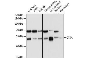 Western blot analysis of extracts of various cell lines, using CTSA antibody (ABIN1876689) at 1:1000 dilution. (CTSA 抗体)