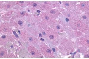 Anti-PTGFR antibody  ABIN1049263 IHC staining of human ovary. (PTGFR 抗体  (Extracellular Domain))