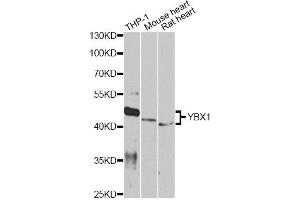 Western blot analysis of extracts of various cell lines, using YBX1 antibody. (YBX1 抗体)