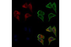 ABIN6261296 and ABIN6277276 staining HepG2 cells by IF/ICC. (DIABLO 抗体  (C-Term))