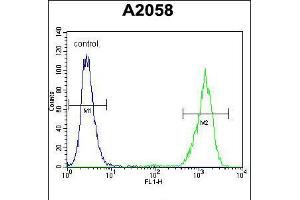 Flow cytometric analysis of A2058 cells (right histogram) compared to a negative control cell (left histogram). (RAB10 抗体  (AA 89-117))