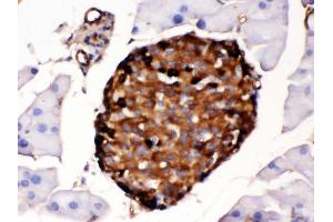 Anti- Prealbumin Picoband antibody,IHC(P) IHC(P): Mouse Pancreas Tissue (TTR 抗体  (AA 21-147))