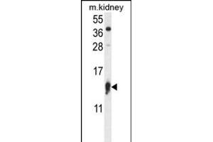 RPS12 Antibody (N-term) (ABIN656891 and ABIN2846090) western blot analysis in mouse kidney tissue lysates (35 μg/lane). (RPS12 抗体  (N-Term))