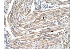 Image no. 1 for anti-Microsomal Glutathione S-Transferase 2 (MGST2) (N-Term) antibody (ABIN320924) (MGST2 抗体  (N-Term))
