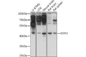 Western blot analysis of extracts of various cell lines, using SSTR3 antibody (ABIN7270494) at 1:1000 dilution. (SSTR3 抗体  (AA 250-350))