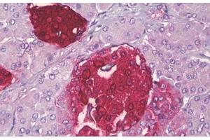 Anti-SST / Somatostatin antibody IHC staining of human pancreas, islets of Langerhans. (Somatostatin 抗体  (AA 10-59))
