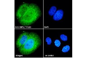 ABIN263217 Immunofluorescence analysis of paraformaldehyde fixed MCF7 cells, permeabilized with 0. (XBP1 抗体  (Internal Region))