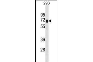 PRR14 Antibody (C-term) (ABIN1881689 and ABIN2838632) western blot analysis in 293 cell line lysates (35 μg/lane). (PRR14 抗体  (C-Term))