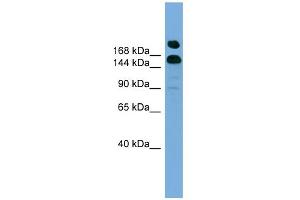 WB Suggested Anti-UGCGL1 Antibody Titration:  0. (UGGT1 抗体  (Middle Region))