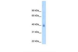 Image no. 2 for anti-Nuclear Receptor Subfamily 2, Group F, Member 2 (NR2F2) (N-Term) antibody (ABIN324526)