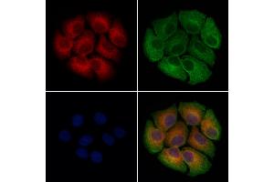 ABIN7094556 and ABIN7098605 staining Hela cells by IF/ICC. (PF4 抗体  (Internal Region))