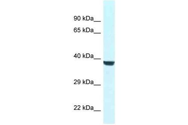 WD Repeat Domain 45B (WDR45B) (N-Term) 抗体