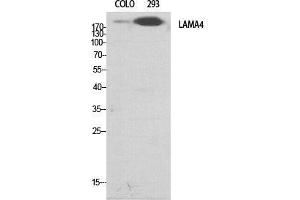 Western Blot (WB) analysis of specific cells using Laminin alpha-4 Polyclonal Antibody. (LAMa4 抗体  (Internal Region))