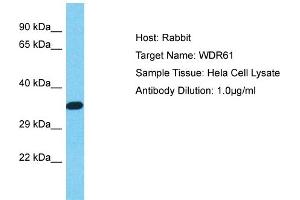 Host: Rabbit Target Name: WDR61 Sample Type: Hela Whole cell lysates Antibody Dilution: 1. (WDR61 抗体  (N-Term))