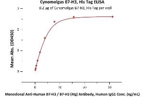Immobilized Cynomolgus B7-H3, His Tag (ABIN6923172,ABIN6938824) at 2 μg/mL (100 μL/well) can bind Monoclonal A B7-H3 / B7-H3 (4Ig) Antibody, Human IgG1 with a linear range of 0. (CD276 Protein (CD276) (AA 29-465) (His tag))