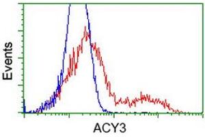 HEK293T cells transfected with either RC202287 overexpress plasmid (Red) or empty vector control plasmid (Blue) were immunostained by anti-ACY3 antibody (ABIN2454220), and then analyzed by flow cytometry. (Aminoacylase 3 抗体)