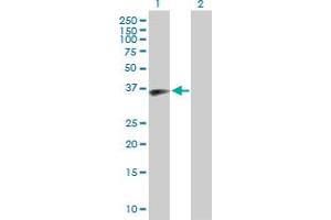 Western Blot analysis of MOAP1 expression in transfected 293T cell line by MOAP1 MaxPab polyclonal antibody. (MOAP1 抗体  (AA 1-351))