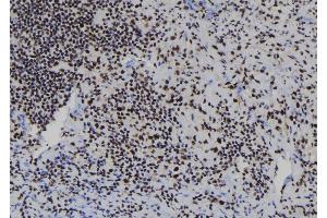 ABIN6278106 at 1/100 staining Human spleen tissue by IHC-P. (RBBP7 抗体  (N-Term))