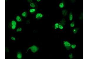 Anti-ERCC4 mouse monoclonal antibody (ABIN2454883) immunofluorescent staining of COS7 cells transiently transfected by pCMV6-ENTRY ERCC4 (RC223300). (ERCC4 抗体)