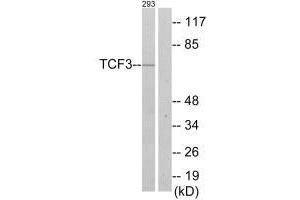 Western blot analysis of extracts from 293 cells, using TCF3 antibody. (TCF3 抗体  (C-Term))