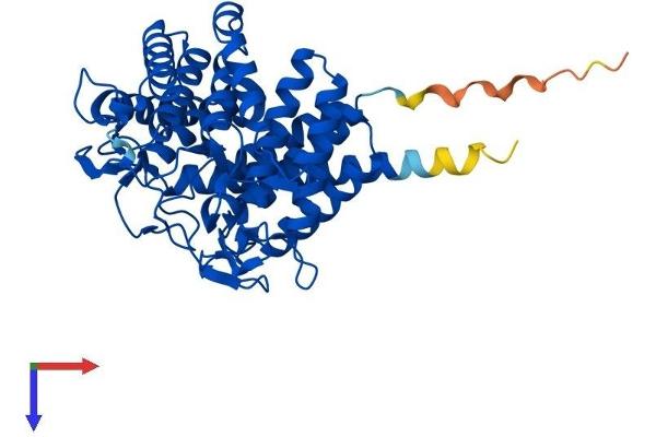RENBP Protein (AA 1-427) (His tag)