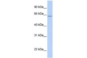 ARID5A antibody used at 0.