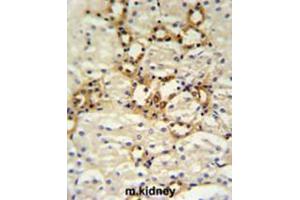 BSND Antibody (C-term) IHC analysis in formalin fixed and paraffin embedded mouse kidney tissue followed by peroxidase conjugation of the secondary antibody and DAB staining. (BSND 抗体  (C-Term))
